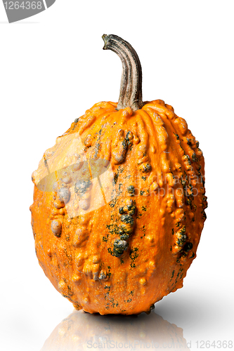 Image of pumpkin isolated on white