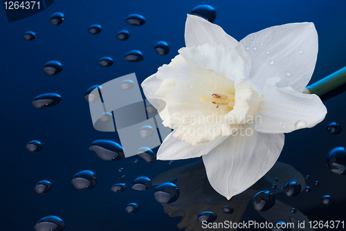 Image of white narcissus on blue background with water drops