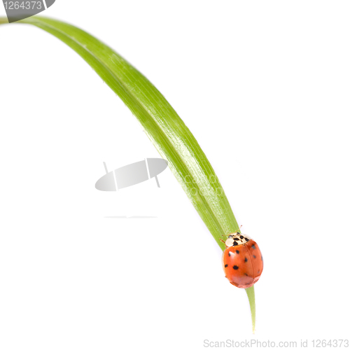 Image of red ladybug on green grass isolated on white