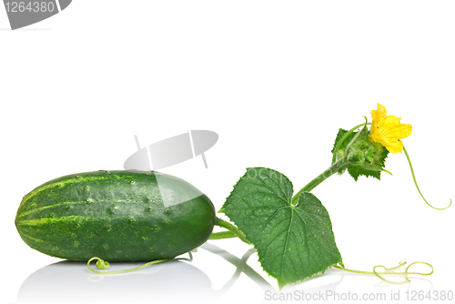 Image of green cucumber with leaves and flower isolated on white