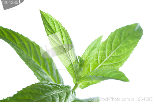 Image of macro photo of green mint isolated on white