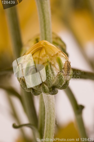 Image of Chrysanthemum