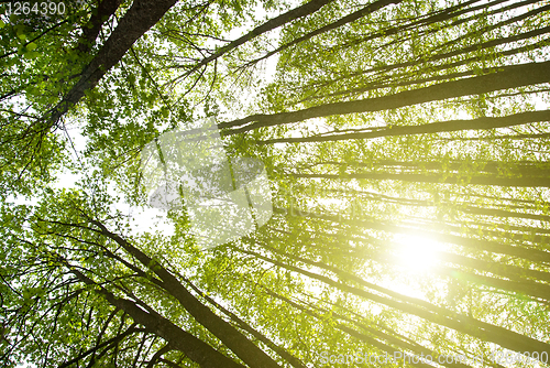 Image of sun in forest