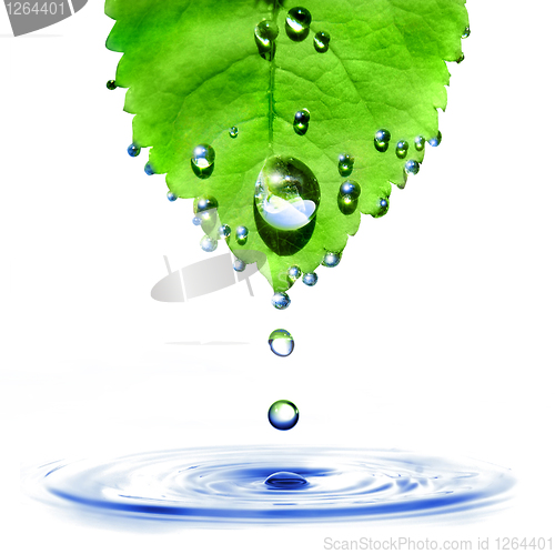 Image of green leaf with water drops and splash isolated on white