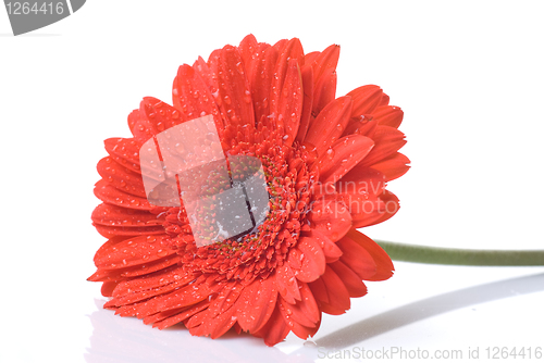 Image of Red daisy-gerbera with water drops isolated on white