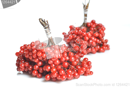 Image of Berries of red Viburnum