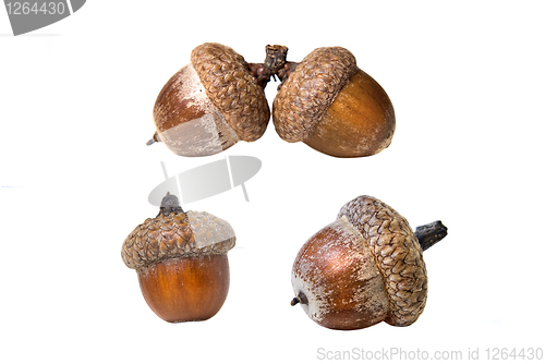 Image of different acorns isolated on white