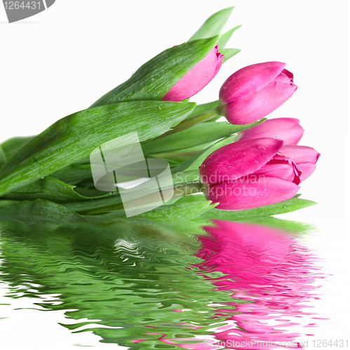 Image of close-up pink tulips with water reflection isolated on white