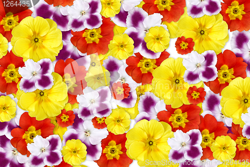 Image of color flowers background