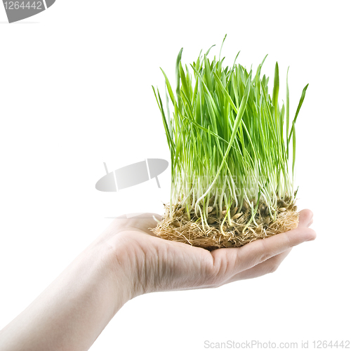 Image of human hand holding green grass on white