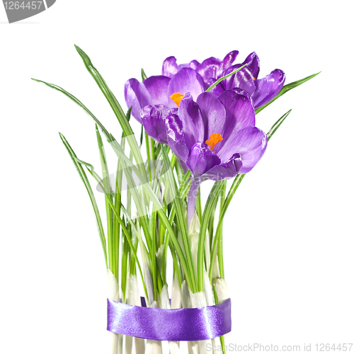 Image of crocus bouquet isolated on white