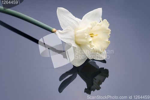 Image of white narcissus on grey background