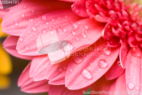 Image of Pink daisy-gerbera with water drops isolated on white