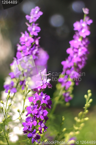 Image of Summer pink flowers