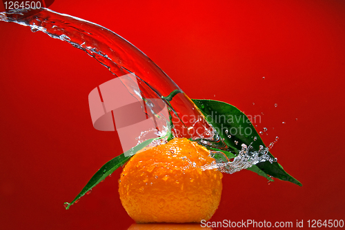 Image of Tangerine with green leaves and water splash on red background