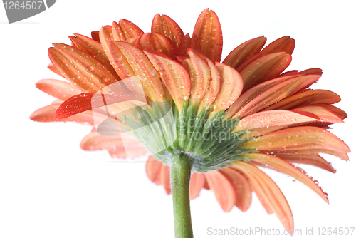 Image of Red daisy-gerbera with water drops isolated on white