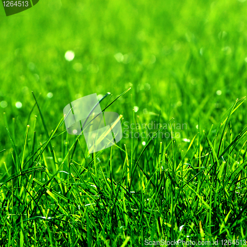 Image of green grass background