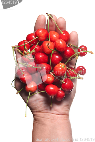 Image of hand holding red cherry isolated on white