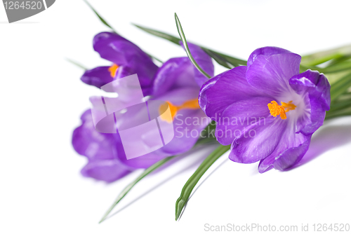 Image of crocus bouquet isolated on white