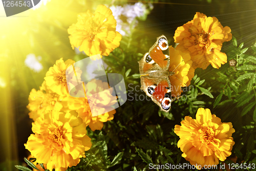 Image of butterfly on yellow flowers