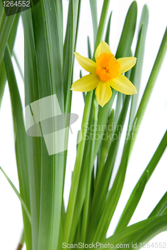 Image of narcissus isolated on white