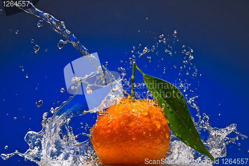 Image of Tangerine with green leaves and water splash on blue background