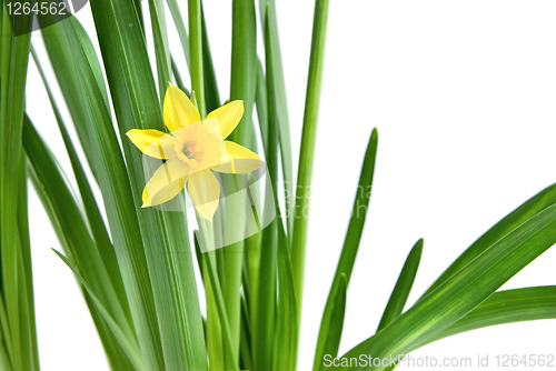 Image of narcissus isolated on white