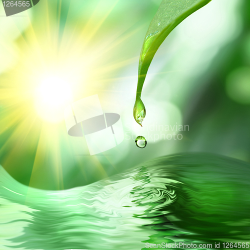 Image of green leaf with drop of water on green sunny background
