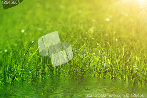 Image of green grass background