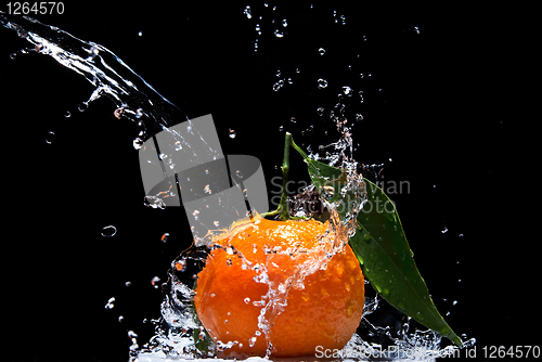Image of Tangerine with green leaves and water splash isolated on black
