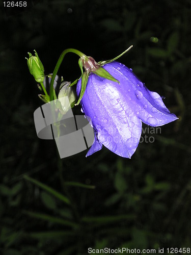 Image of flower with raindrops