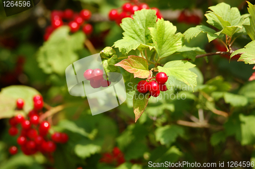 Image of red viburnum berry