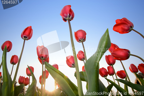 Image of red tulips against blue sky