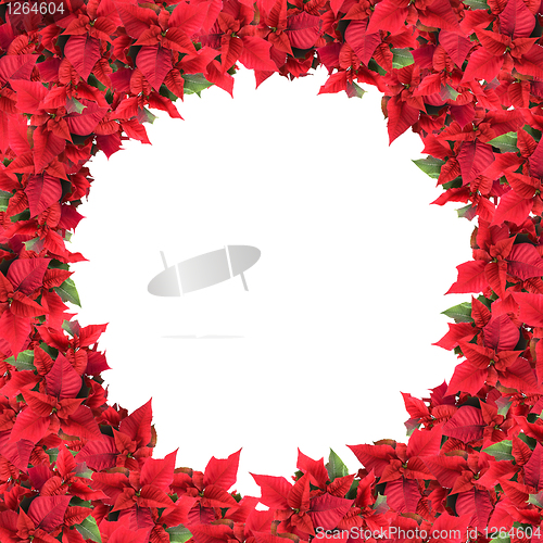 Image of christmas frame from poinsettias isolated on white