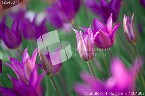 Image of Beautiful pink tulips in garden