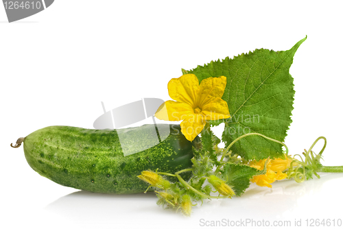 Image of green cucumber with leaves and flower isolated on white