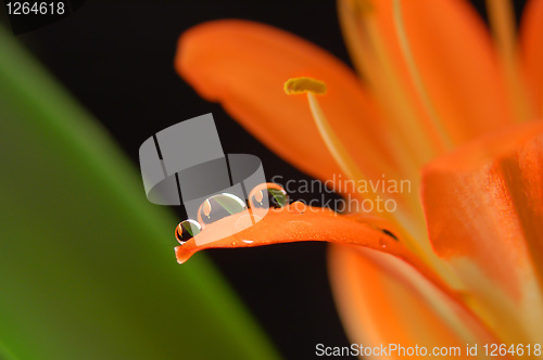 Image of three crystal drops on the orange flower