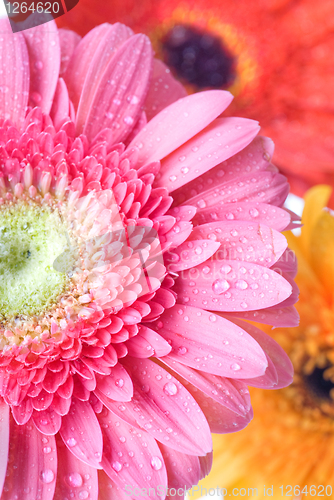 Image of Close up pink daisy-gerbera with water drops