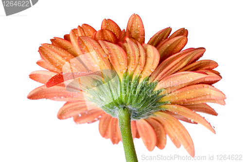 Image of Macro of red daisy-gerbera head with water drops isolated on whi