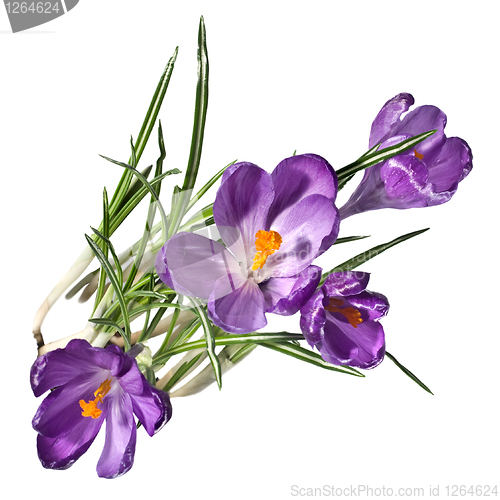 Image of crocus bouquet isolated on white