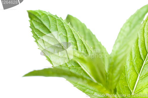 Image of macro photo of green mint isolated on white