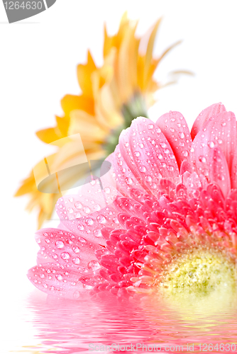 Image of Pink daisy-gerbera with water drops isolated on white