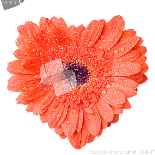 Image of Heart from red daisy-gerbera with water drops isolated on white