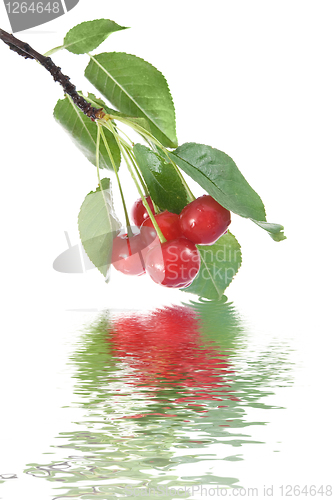 Image of red cherry with leaves and water drops isolated on white