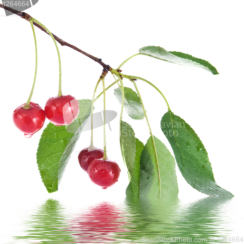 Image of red cherry with leaves and water drops isolated on white