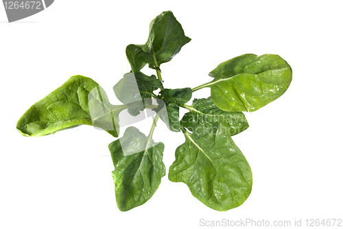 Image of green spinach isolated on white