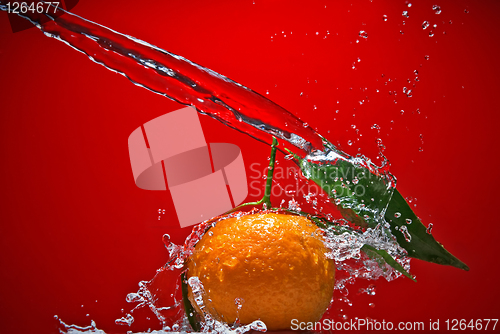 Image of Tangerine with green leaves and water splash on red background
