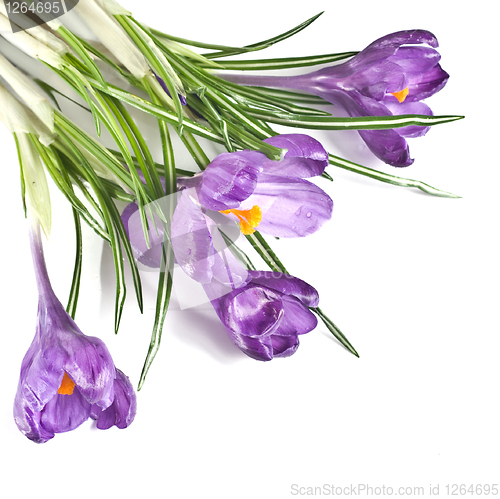 Image of crocus bouquet isolated on white