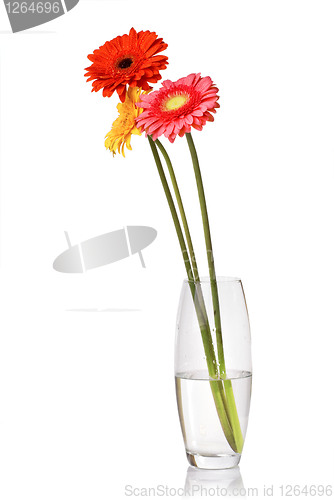 Image of Bouquet from daisy-gerbera in glass vase isolated on white