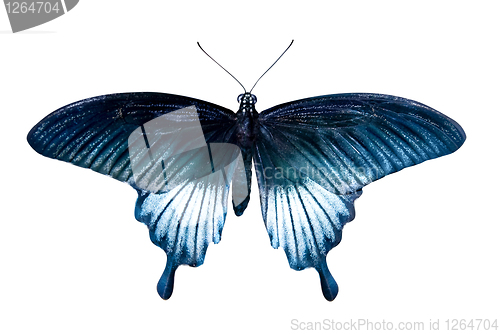 Image of blue tropical butterfly isolated on white